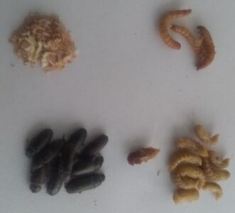 Bringing Nature (Mealworms) to the Classroom Image